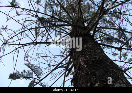 Isola Norfolk Pine (Araucaria Heterophylla) Foto Stock