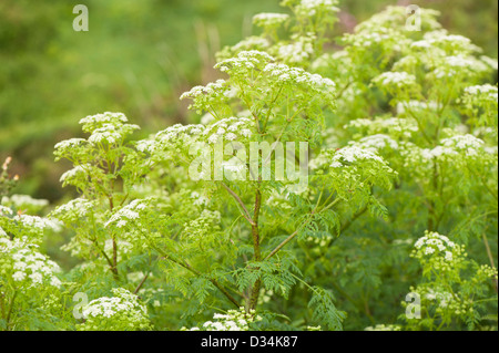 Poison Hemlock, Conium maculatum Foto Stock