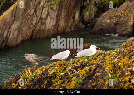 Aringa pulcino di gabbiano e adulti, Larus argentatus Foto Stock