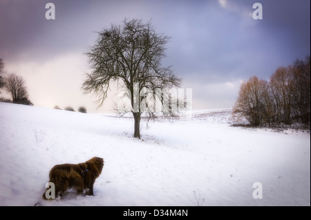 Cane in un paesaggio di neve Weingarten, Germania Foto Stock