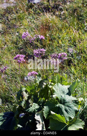 Adenostyles alpina crescente accanto il Panoramaweg sopra Davos Grigioni Svizzera Foto Stock