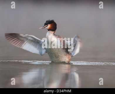 Svasso maggiore allungamento ali in early morning mist, Podiceps cristatus Foto Stock