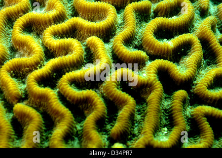 Una chiusura immagine dei dettagli del cervello coral Foto Stock