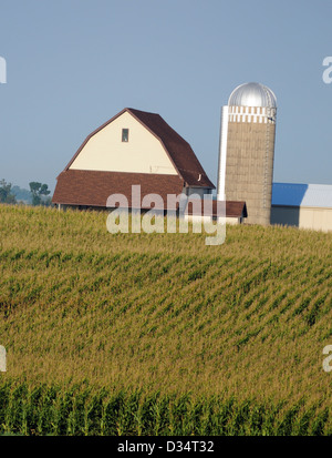 Gli stocchi di mais in una fattoria con silo e fienile nel paesaggio rurale Foto Stock