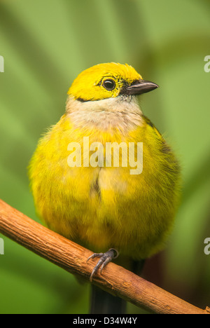 Rosso-fatturati Leiothrix (lat. Leiothrix lutea) seduta con sfondo verde Foto Stock