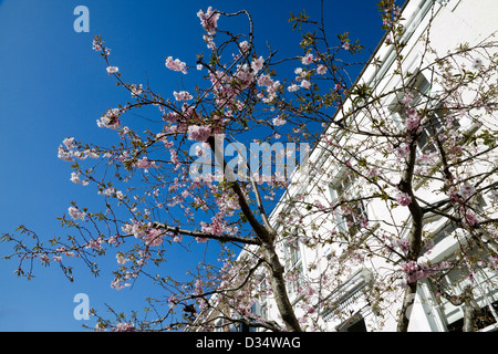 Una residenza georgiana/terrazza Vittoriana di case in Kensington Londra Foto Stock