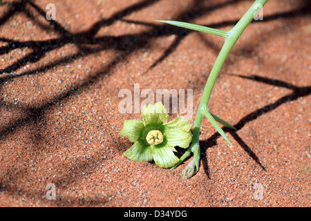 "Nara' xerofite fiore pianta di dettaglio (Acanthosicyos horrida) nella sabbia del deserto del Namib. South African altopiano, Namibia centrale Foto Stock