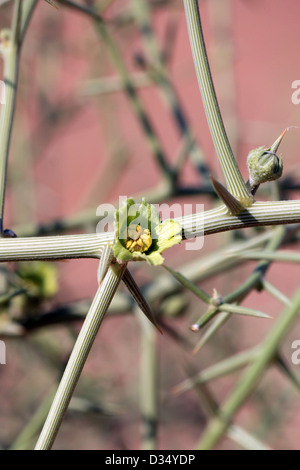 "Nara' xerofite fiore pianta di dettaglio (Acanthosicyos horrida) nella sabbia del deserto del Namib. South African altopiano, Namibia centrale Foto Stock