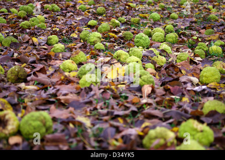 Decine di immangiabile Osage orange Maclura pomifera (RAF. ) Schneidegger sceso sulla terra durante la stagione autunnale Foto Stock