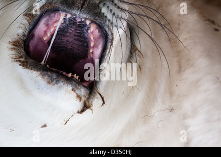 Guarnizione grigio pup fotografati a Donna Nook, Lincolnshire, Regno Unito Foto Stock