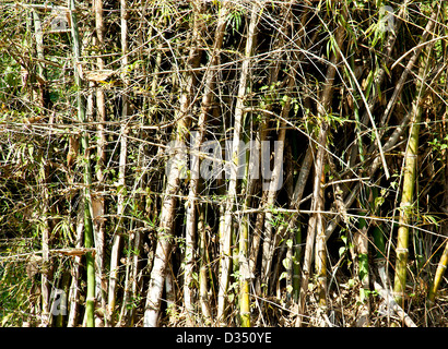 Albero di bambù in natura in vista della parete. Foto Stock