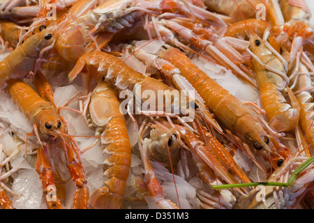 Dendrobranchiata Gamberoni su ghiaccio su un mercato in stallo a Venezia Italia Foto Stock