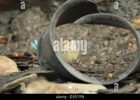 Rock Pipit Anthus petrosus, tra cucciolata marine sulla spiaggia, strandline Kimmeridge Dorset UK Gennaio Foto Stock