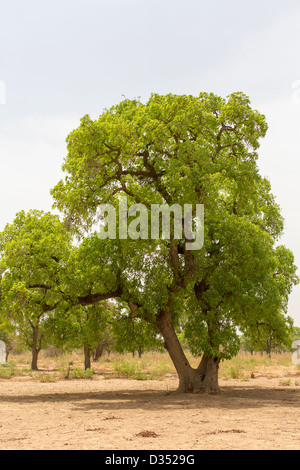 Yako, Burkina Faso, Maggio 2012: Burro di Karitè albero di noce Foto Stock