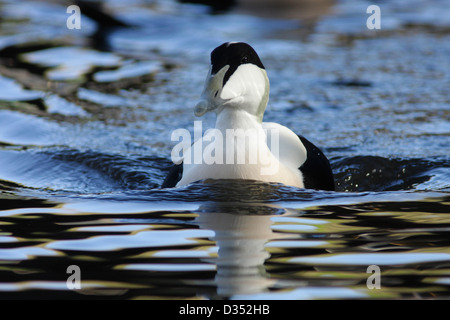 Eider Duck (Somateria mollissima), nuoto, Martin Mere, Lancashire, Regno Unito (prigioniero) Foto Stock