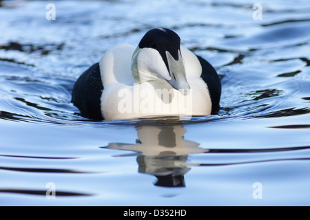 Eider Duck (Somateria mollissima), nuoto, Martin Mere, Lancashire, Regno Unito (prigioniero) Foto Stock