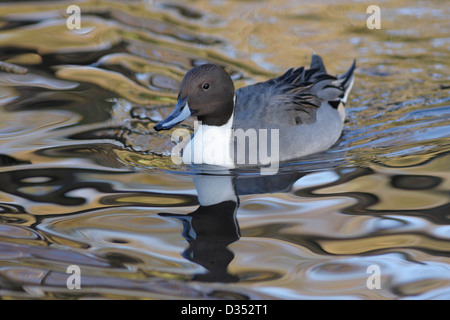 Northern Pintail (Anas acuta) adulto drake, Nuoto Il laghetto, Lancashire, Inghilterra, Regno Unito, ottobre (prigioniero) Foto Stock