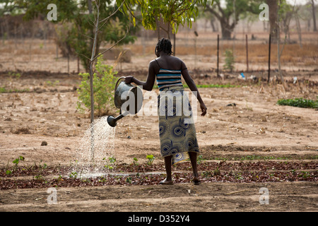 Yako, Burkina Faso, Maggio 2012: irrigazione nel villaggio giardino. Foto Stock