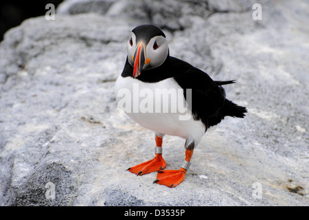 Un singolo sbuffando in piedi su una sporgenza rocciosa sull isola Machias. Foto Stock