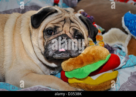 La riproduzione è un duro lavoro - stropicciata pug posa su un giocattolo imbottito. Foto Stock