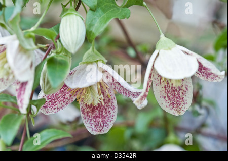 Clematis cirrhosa var. purpurascens 'lentiggini' Foto Stock