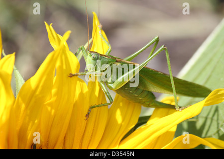 Macro dettagliata di una femmina di grande macchia verde Cricket (Tettigonia viridissima) su un girasole Foto Stock