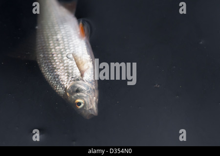 I pesci morti in un flusso Foto Stock