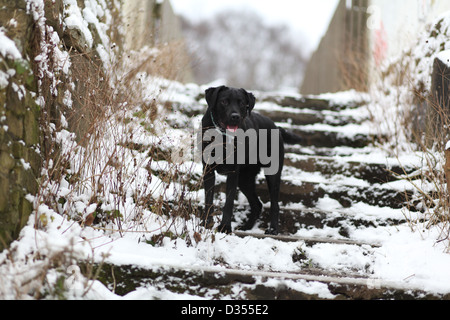 Il Labrador Retriever in inverno la neve sui passi in attesa Foto Stock