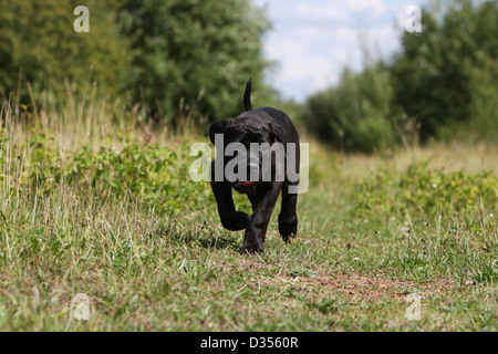 Cane Cane Corso / Italiano dei Molossi puppy in esecuzione in un prato Foto Stock