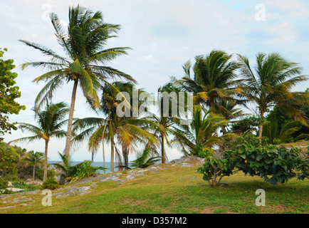 Palme e oceano nel bellissimo paesaggio tropicale Foto Stock