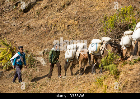 Un mulo treno di trasportare carichi di cemento vicino al Machapuchare o il santo, coda di pesce picco nell'Annapurna Himalaya, Nepal. Foto Stock