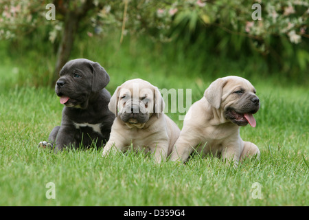 Cane Cane Corso / Italiano dei Molossi tre cuccioli di diversi colori seduto in un giardino Foto Stock