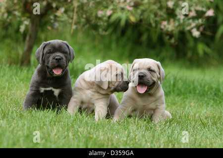 Cane Cane Corso / Italiano dei Molossi tre cuccioli di diversi colori seduto in un giardino Foto Stock