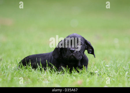 Cane Cane Corso / Italiano dei Molossi cucciolo sdraiati sull'erba Foto Stock