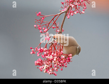 Bohemian Waxwing alimentazione su sorbus bacche Foto Stock