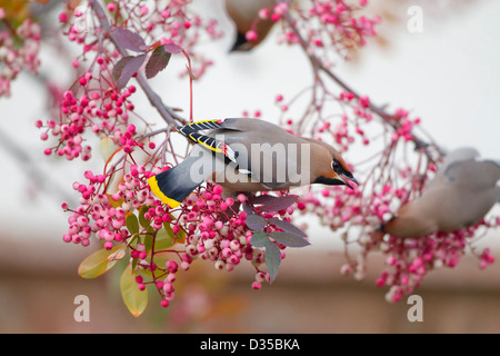 Bohemian Waxwing alimentazione su sorbus bacche Foto Stock