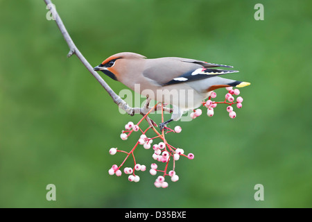 Bohemian Waxwing alimentazione su sorbus bacche Foto Stock