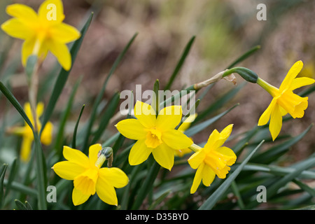 Narcissus 'Sweetness' Foto Stock