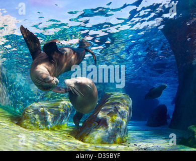 Giocoso California i leoni di mare (Zalophus californianus) si riuniscono per un bacio sott'acqua. Foto Stock