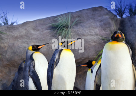 Un'immagine ravvicinata di un gruppo di pinguini re (Aptenodytes patagonicus) Foto Stock