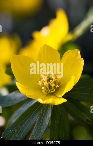Eranthis hyemalis flower in Winter. Close up of a winter aconite flower. Foto Stock