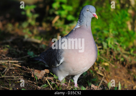 Un woodpigeon sul terreno Foto Stock