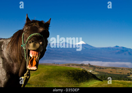 Cavallo di viso Foto Stock