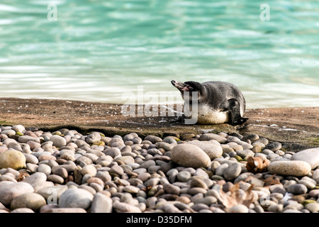 Magellanic Penguin (Spheniscus magellanicus) ZLS Lo Zoo di Londra Londra Inghilterra Gran Bretagna REGNO UNITO Foto Stock