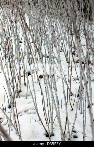 Rubus cockburnianus, ornamentali rovo in inverno la neve. Surrey in Inghilterra REGNO UNITO Foto Stock