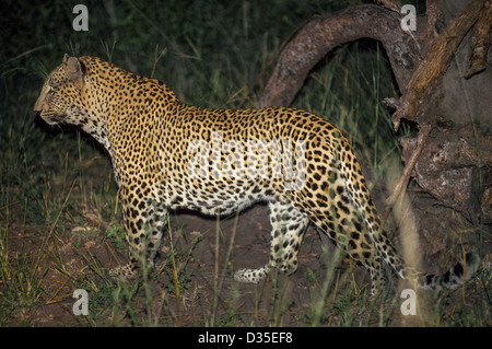 Un aggirava leopard è catturata da un flash della fotocamera durante una notte safari della fauna selvatica in MalaMala, la più grande riserva privata in Sud Africa. Foto Stock