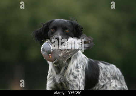Cane Epagneul Breton / Epagneul Breton per adulti (bianco e nero) con un piccione in bocca Foto Stock