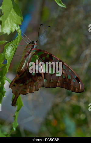 Graphium (Pathysa) antiphates siede su un impianto close up Foto Stock