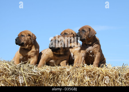 Cane Tosa inu giapponese / Mastiff quattro cuccioli seduti sulla paglia Foto Stock