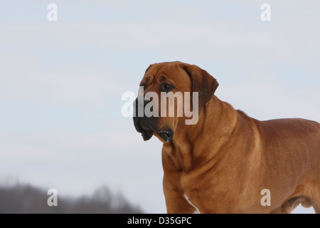 Cane Tosa inu giapponese / Mastiff adulto ritratto Foto Stock